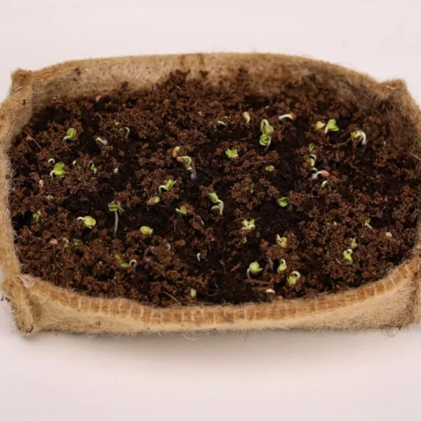 MICRO GREENS 4 SEEDS